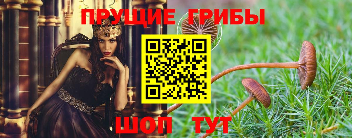 Галлюциногенные грибы Psilocybe  Вход с VPN  Сухой Лог 